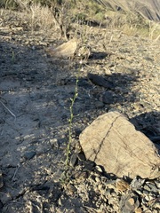 Sairocarpus kingii