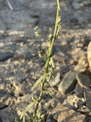 Sairocarpus kingii