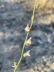 Sairocarpus kingii