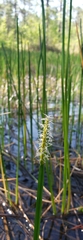 Eleocharis quadrangulata
