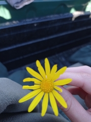 Crassothonna capensis