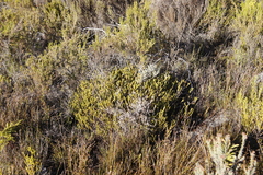 Lachnaea grandiflora