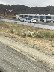 Eriogonum fasciculatum