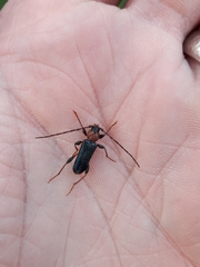 Phymatodes testaceus