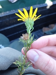 Crassothonna capensis