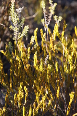 Lachnaea grandiflora