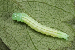 Semioscopis steinkellneriana