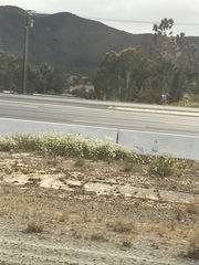 Eriogonum fasciculatum