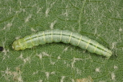 Semioscopis steinkellneriana