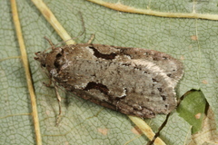 Semioscopis steinkellneriana