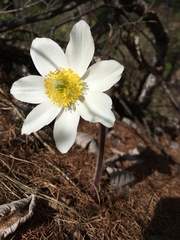 Pulsatilla vernalis