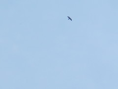 Ictinia mississippiensis