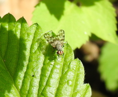Otites centralis