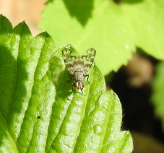 Otites centralis