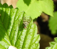 Otites centralis
