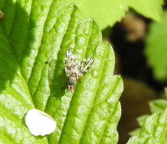 Otites centralis