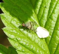 Otites centralis