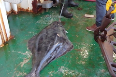 Hippoglossus hippoglossus