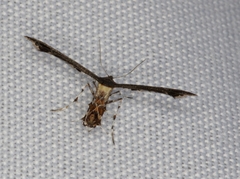 Michaelophorus indentatus