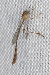 Leptopteromyia americana