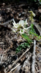 Astragalus soxmaniorum