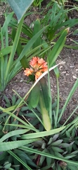 Clivia miniata