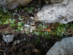 Solorina saccata