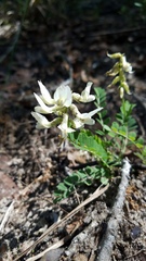 Astragalus soxmaniorum