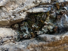 Solorina saccata