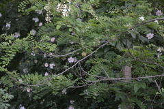 Hippolais icterina