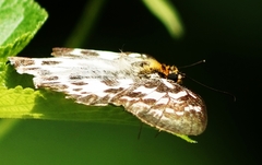 Abraximorpha davidii