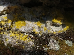 Leproplaca xantholyta