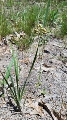 Sisyrinchium elizabethiae