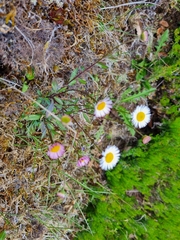 Erigeron karvinskianus image