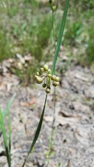 Sisyrinchium elizabethiae