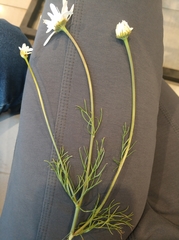 Tripleurospermum inodorum