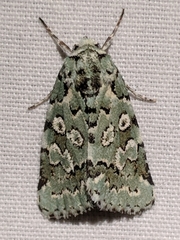 Bryolymnia viridata