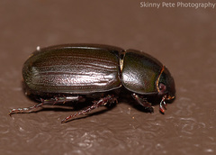 Dyscinetus morator