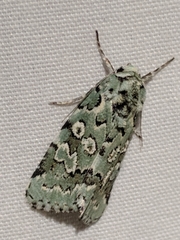 Bryolymnia viridata