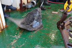 Hippoglossus hippoglossus