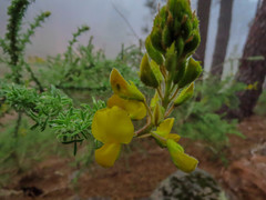 Adenocarpus viscosus image