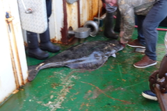 Hippoglossus hippoglossus