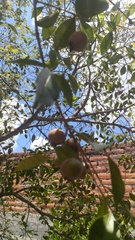 Psidium sartorianum