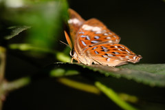 Taxila haquinus