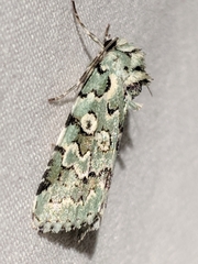 Bryolymnia viridata