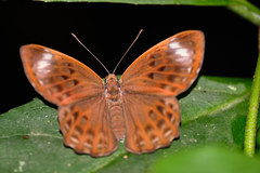 Taxila haquinus
