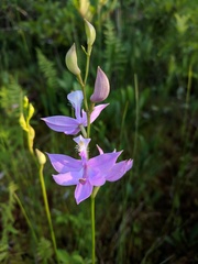 Calopogon tuberosus tuberosus