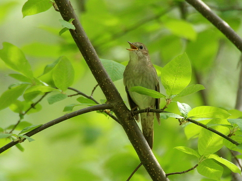 Ruiseñor Ruso (Luscinia luscinia)