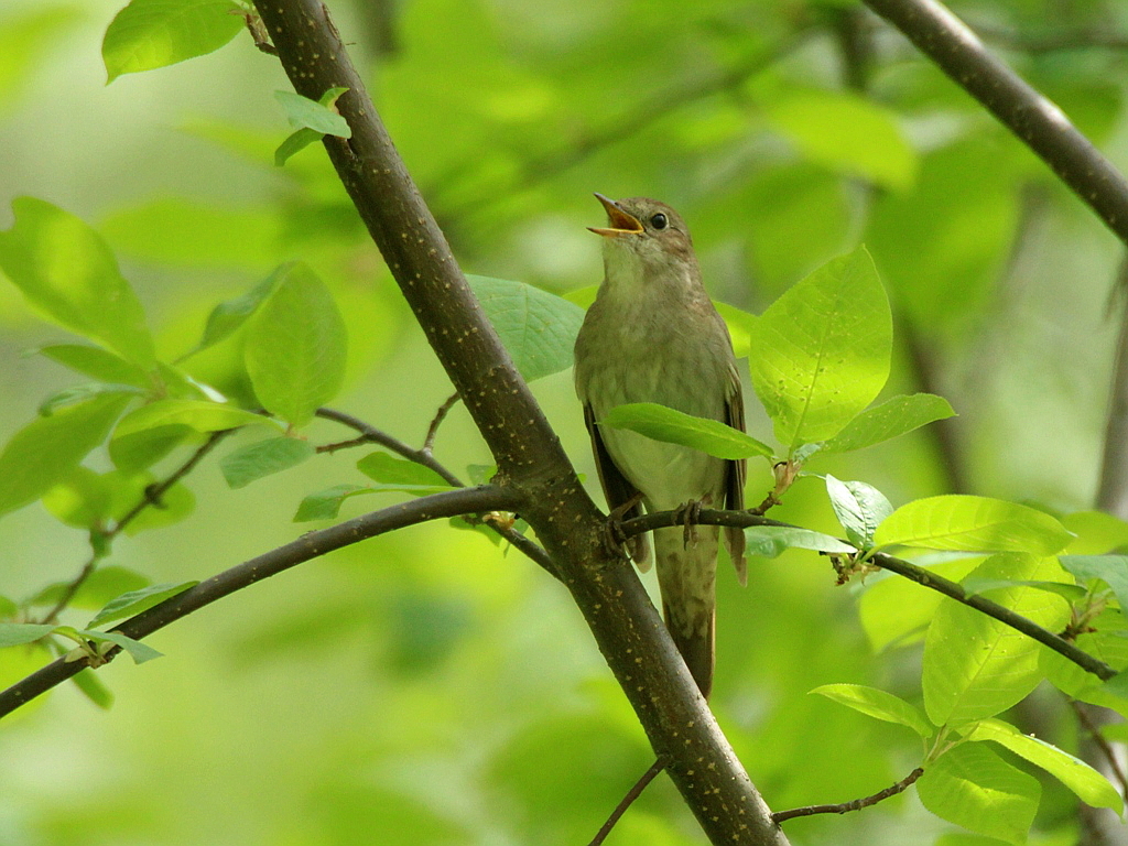 Thrush Nightingale (Luscinia luscinia)