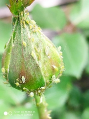 Aphidina